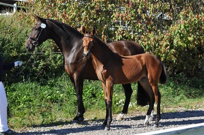 Fia & Brescia 130908