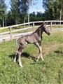 Hingstunge född 230630.jpg